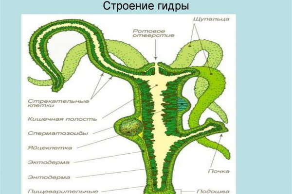 Пользователь не найден kraken